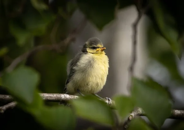 Selective Focus Shot Great Tit Perched Branch Green Leaves — ストック写真