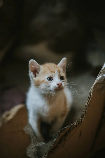 Detailní Záběr Domácí Krátkosrsté Kočky — Stock fotografie