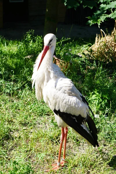 Eine Vertikale Aufnahme Eines Entzückenden Storchenvogels Der Auf Dem Grünen — Stockfoto