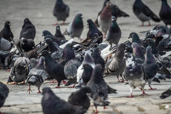 Kaldırımdaki Bir Grup Güvercinin Yakın Plan Fotoğrafı — Stok fotoğraf