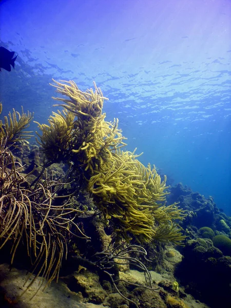 Vertical Shot Seaweeds Corals Underwater — Foto Stock