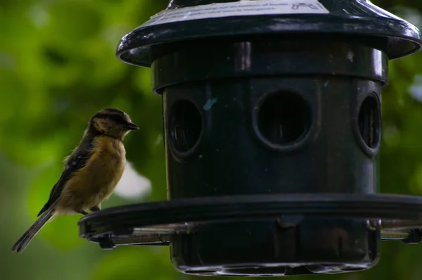 Eine Nahaufnahme Von Blaumeisen Cyanistes Caeruleus Auf Einem Vogelfutterhäuschen — Stockfoto