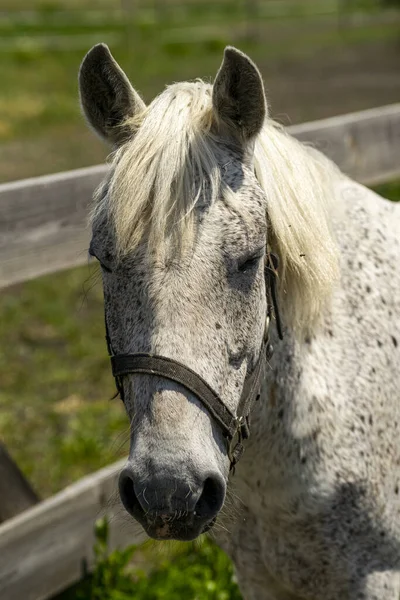 Tiro Vertical Hermoso Caballo Blanco Granja — Foto de Stock