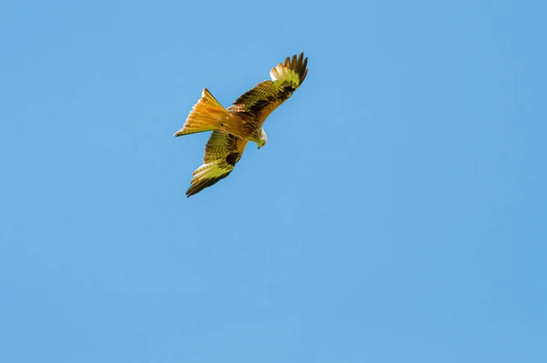 Whistling Kite Flying Sky — Stok fotoğraf