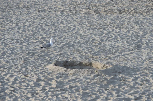 Scenic View Seagull Standing Sand — Stock Photo, Image