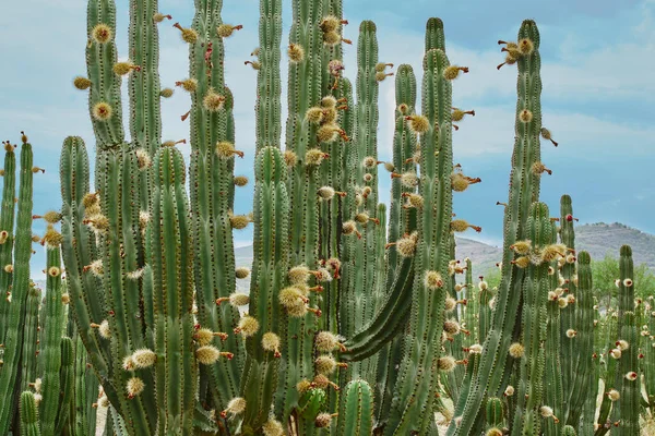 Huerto Cactus Que Produce Ricas Pitayas Bolas Con Espinas Los —  Fotos de Stock