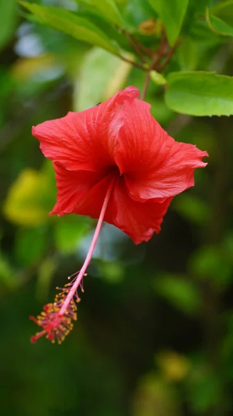 Enfoque Selectivo Una Planta Con Flores Hibis Rojas Creciendo Jardín — Foto de Stock