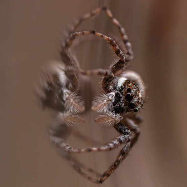 Close Uma Aranha Saltitante Menemerus Semilimbatus — Fotografia de Stock