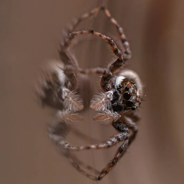 Närbild Hoppande Spindel Menemerus Semilimbatus — Stockfoto