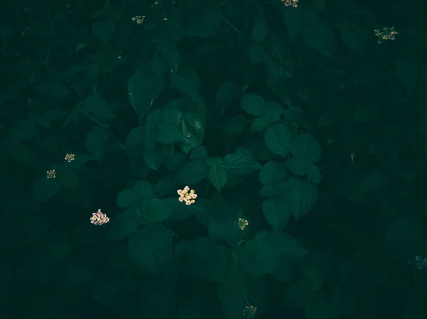 Eine Nahaufnahme Von Buntem Lantanas Auf Dem Garten — Stockfoto