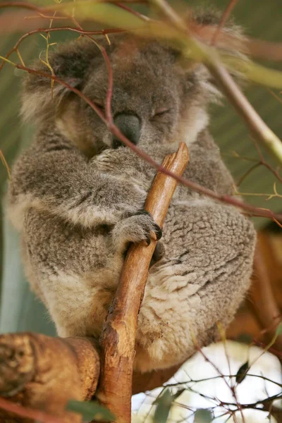 Pionowy Płytki Strzał Ostrości Szarego Misia Koala Trzymającego Gałąź Drzewa — Zdjęcie stockowe