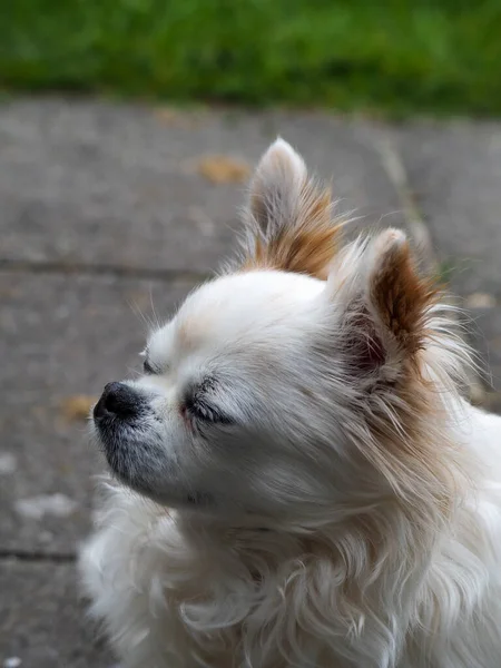 Vertikal Närbild Bedårande Vit Chihuahua Hund — Stockfoto