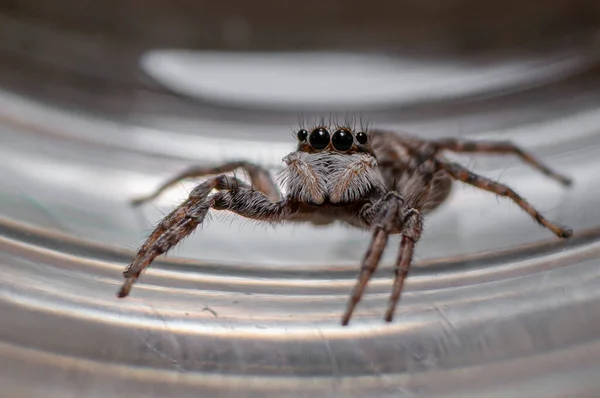 Primer Plano Una Araña Saltadora Menemerus Semilimbatus —  Fotos de Stock