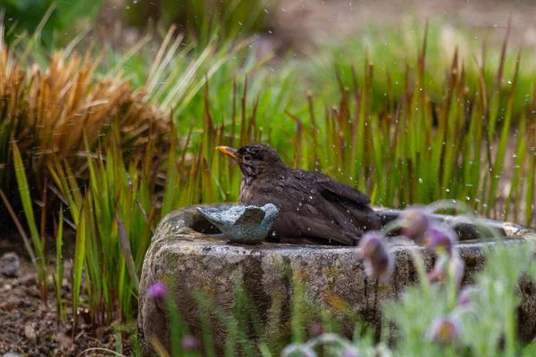 Een Merel Die Een Bad Neemt Een Vogelbad Met Wazige — Stockfoto