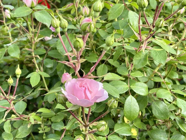 Closeup Shot Pink Rose Flower Blurred Background — Stock Photo, Image