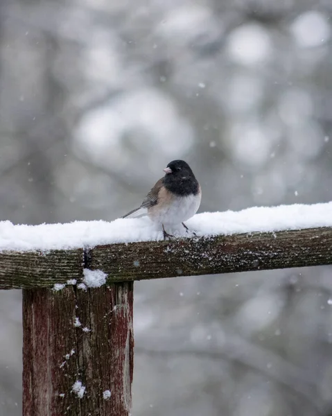 Vertical Shot Bird Perched Wood Winter — Stock Fotó