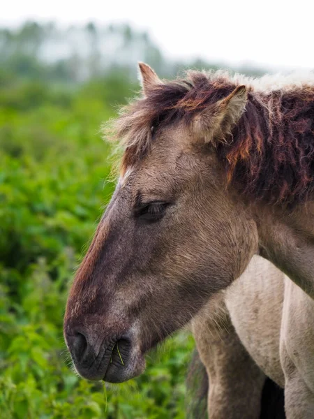 日中の緑の自然の中で馬の垂直ショット — ストック写真