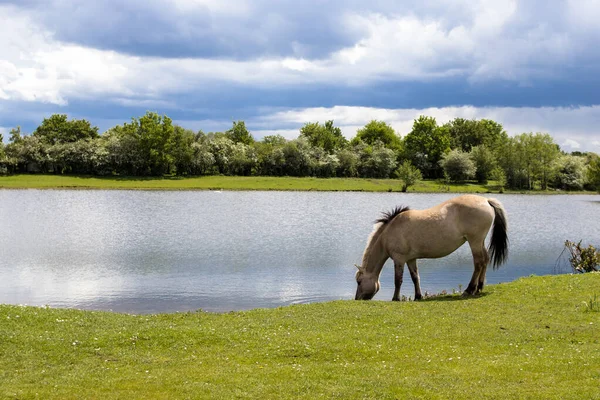 Koń Wypasany Pastwisku Nad Jeziorem Rezerwacie Przyrody Eijsden Holandia — Zdjęcie stockowe