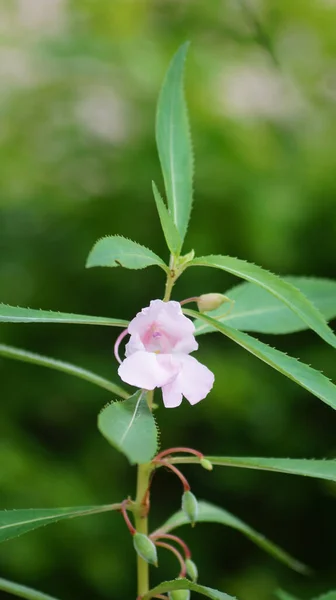 Selective Focus Shot Pink Rose Flowering Plant Growing Garden — Stock Photo, Image