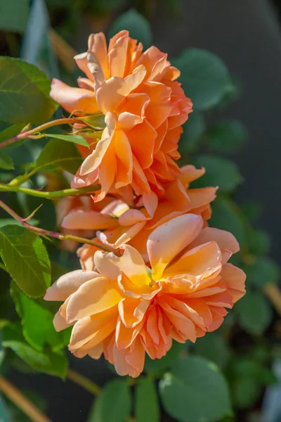 Dos Rosas Floreciendo Albaricoque Naranja Con Hojas Borrosas Fondo —  Fotos de Stock