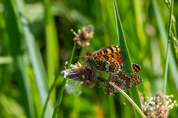 花の上に蝶の集団ショット — ストック写真