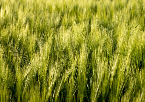 緑の小麦の植物や作物を持つ農地の閉鎖ショット — ストック写真