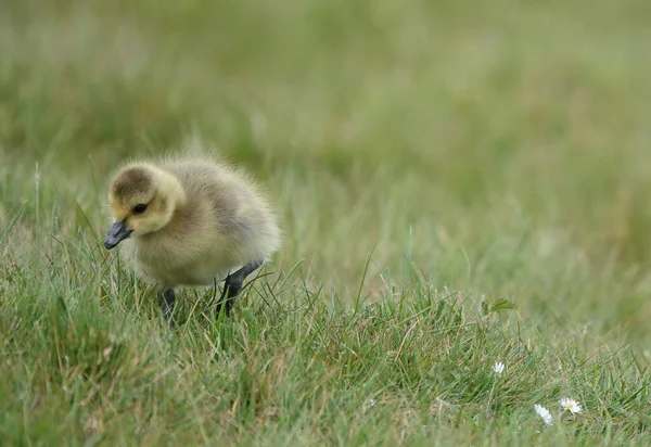 Closeup Tiny Cute Greylag Gosling Field Covered Greenery Blurry Background — Stock Fotó