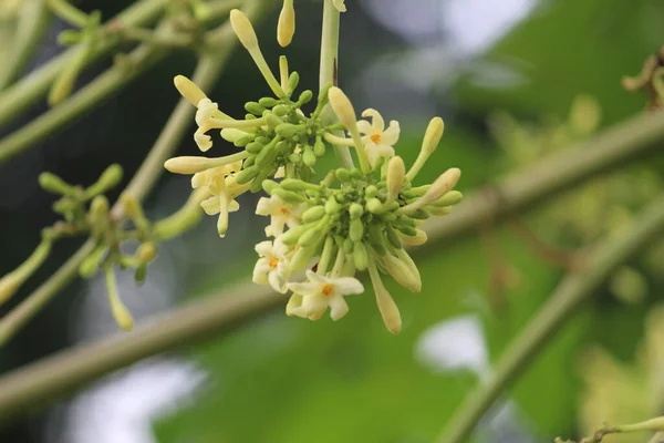 Selective Focus Shot Blooming Papaya Perfect Background — Stock Photo, Image