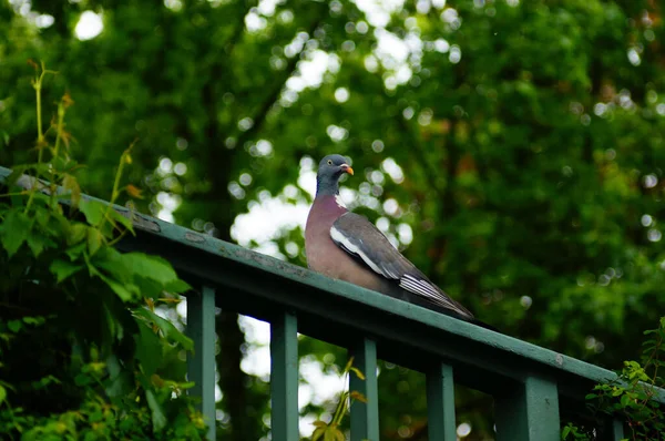 Pombo Madeira Corrimão Observa Situação Pombo Mais Comum Hesse Maior — Fotografia de Stock