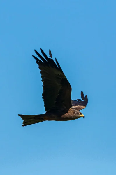 Ein Schwarzer Drachen Fliegt Himmel — Stockfoto