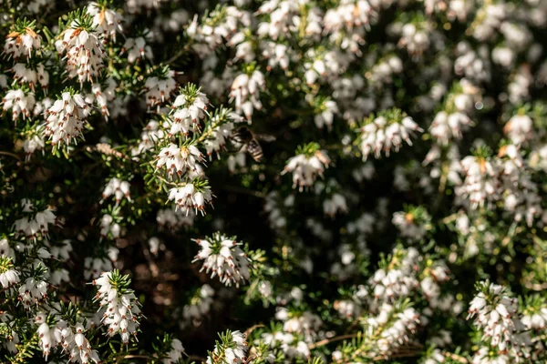 Closeup Shot Blooming Erica Heath Flowers — Fotografia de Stock