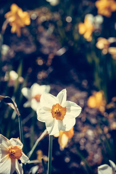 Вертикальний Знімок Квітучих Квітів Нарциса Зелені — стокове фото