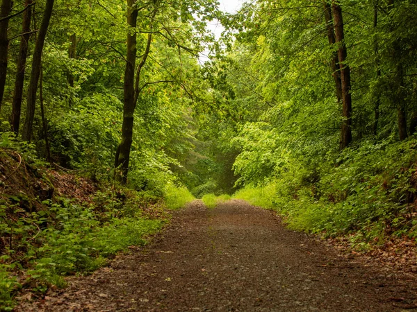 Ein Malerischer Blick Auf Den Weg Inmitten Von Bäumen Den — Stockfoto