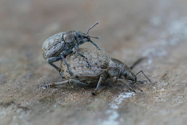 Plan Rapproché Une Espèce Charançon Copulation Sur Morceau Bois — Photo