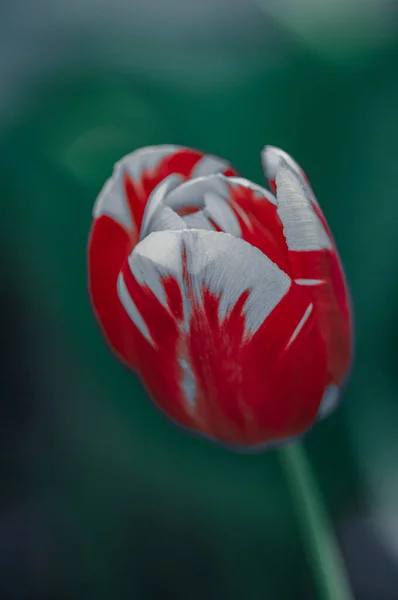 Kırmızı Beyaz Lalenin Güzel Yakın Çekimi — Stok fotoğraf