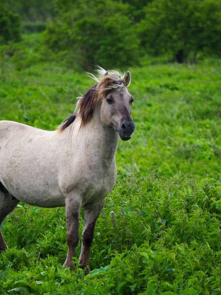 Een Verticaal Shot Van Een Baby Paard Groene Natuur Bij — Stockfoto