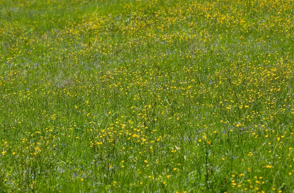 High Angle Shot Field Grass Wild Flowers — Foto Stock
