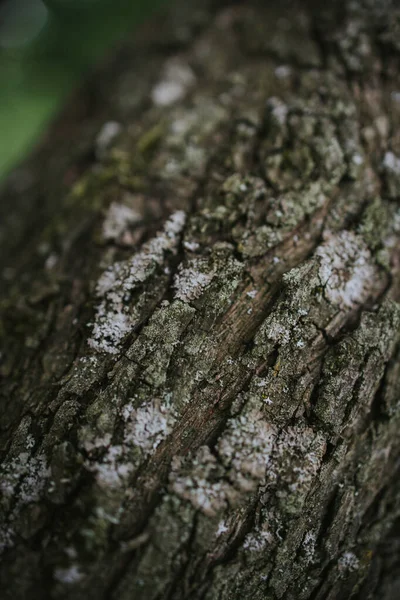 Tiro Vertical Uma Textura Tronco Árvore — Fotografia de Stock