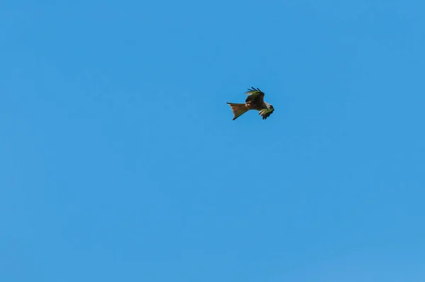 Een Fluitende Vlieger Die Door Lucht Vliegt — Stockfoto