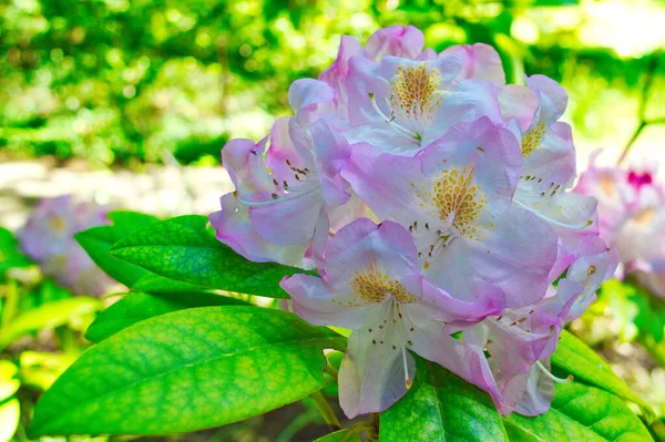 Eine Nahaufnahme Von Schönen Großen Lorbeerblüten Einem Garten — Stockfoto