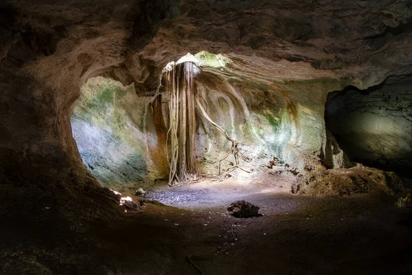 Une Grotte Avec Des Racines Exposées Arbres Plantes Hors Sol — Photo