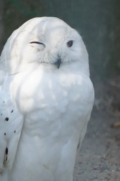 Een Verticaal Shot Van Een Witte Knipogende Uil Een Grijze — Stockfoto