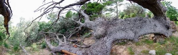 Tarladaki Çıplak Bir Ağacın Panoramik Görüntüsü — Stok fotoğraf