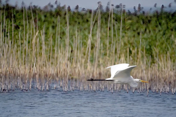 湖の上を飛ぶコウノトリの美しいショット — ストック写真