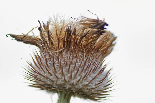 Selektywne Ujęcie Ostrości Ostu Osła Onopordum Acanthium Head Thorns — Zdjęcie stockowe