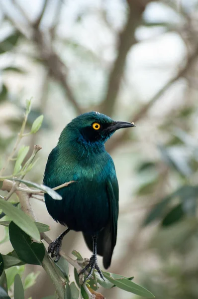 Closeup Shot Common Grackle Perched Branch — Stock Photo, Image