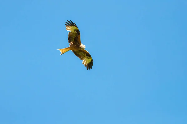 Whistling Kite Flying Sky — Foto de Stock