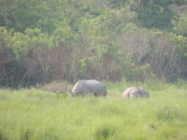 Ρινόκερος Βόσκει Στο Εθνικό Πάρκο Manas Στο Assam Της Ινδίας — Φωτογραφία Αρχείου