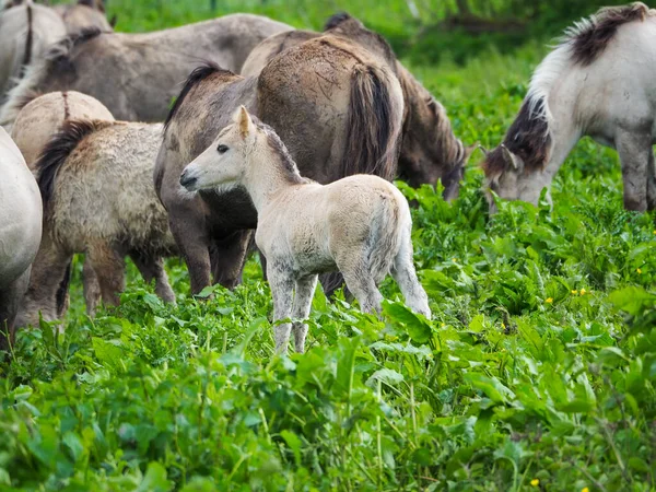 Een Close Van Paarden Groene Natuur Bij Daglicht — Stockfoto