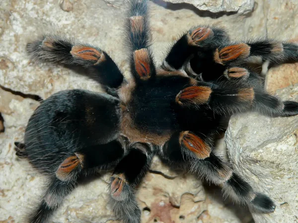 一只蜘蛛Tarantula在石头上的特写镜头 — 图库照片